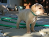 28 days old