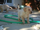 four weeks old