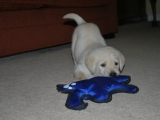 30 days old Mr White