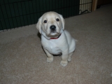 30 days old - handsome red!