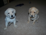 30 days old Mr White and Peaches