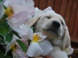 Rufus in the blossoms