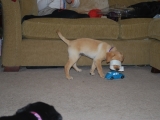 Poppy playing with a cardboard ring!