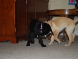 Maggie and Poppy playing