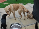 Bunty has a look at her little sisters!