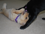 Poppy and Maggie