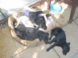 puppy pile of sleepy pups
