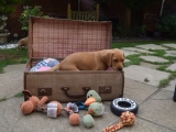 Miss Lilac just checking what has been packed!