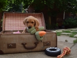 Mr Red with his favourite toy