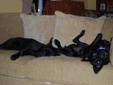 sprawling labbies on the sofa