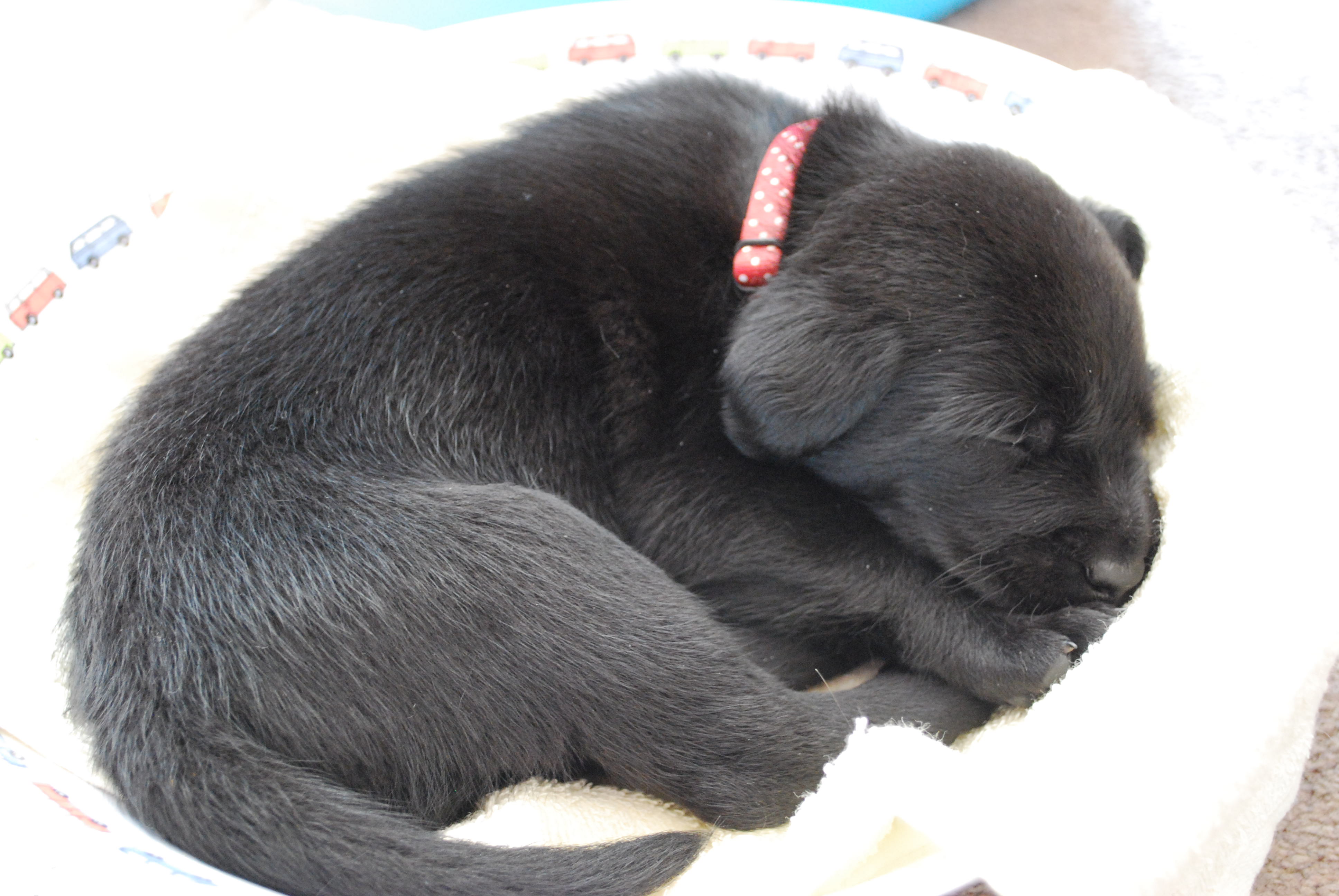 15 days labrador puppies