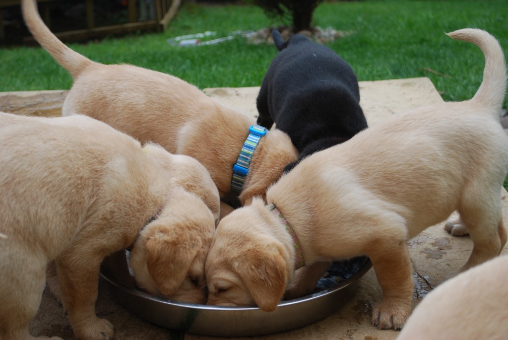 Weaning Puppies Marchstone Labradors