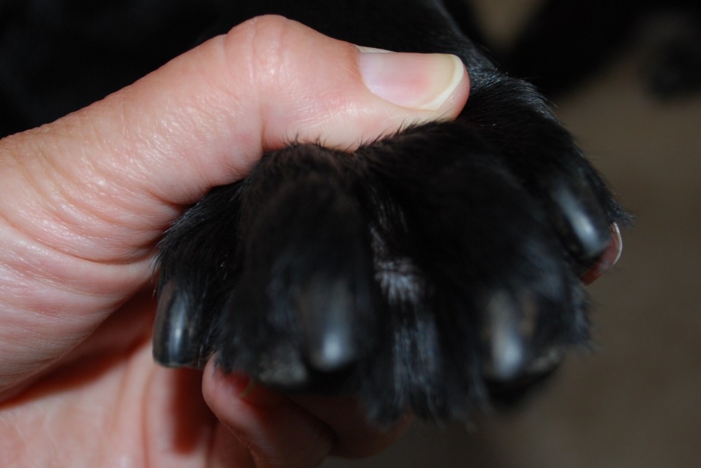 How to Clip Claws! Marchstone Labradors