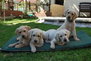 puppies 2012.1