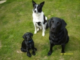 Maxie and Charlie with a baby Molly