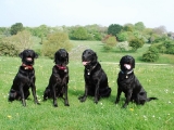 The All Black Gang!