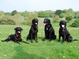 The Blacks before the yellow one comes along!