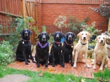 L-R Stanley, Holly, Maggie, Molly, Melvin, Bunty (Molly with five of her puppies)