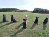 Stanley, Molly, Melvin, Archie, Charlie and Maggie at the front
