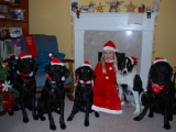 Katherine with her Christmas Dogs!