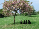 under the blossom tree!