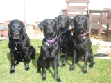 four lovely labbies
