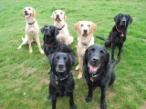 Ben, Sam, Molly, Stanley, Melvin, Archie and Charlie