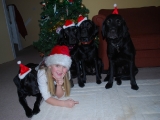 Father Christmas\'s little helpers