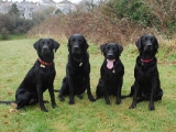 Stanley,  Charlie, Archie and Molly