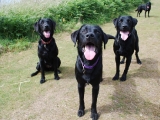 Mum, Dad and Son