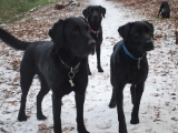Charlie, Archie and Molly