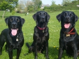 Archie, Molly and Stanley