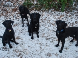 The Gang on a snowy day