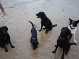 Archie, Stanley, Charlie, Max and Molly