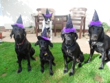 Halloween - Wizard Dogs!