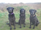 Molly and Archie with their daughter Holly
