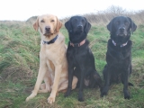 Melvin, Maggie and Stanley - Siblings!