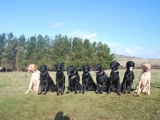 9 Marchstone Labbies!