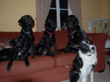 five-doggies-the-gang