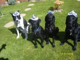 The gang - in cowboy hats!