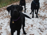 stanley_molly_archie01
