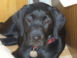 Molly 12 weeks old