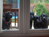 Is there space for another dog at these doors?