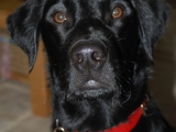 Stanley...what you looking