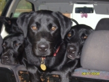 Archies first trip in the car
