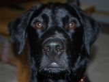 Stanley... has his eye on something.....