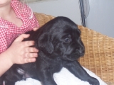 Molly at five weeks