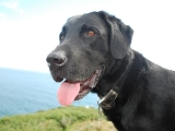 Charlie at Rame head, Cornwall