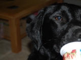 I love yoghurt..hmmm......more????
