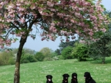 under the blossom tree